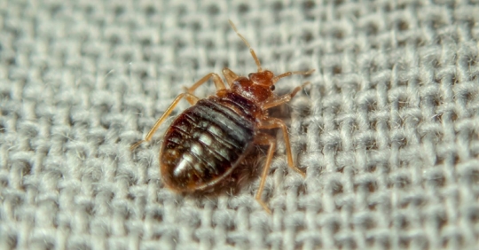 Bed bug on the bed of a Cumming, GA home