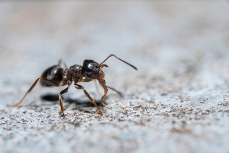 Ants