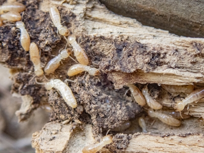termites crawling on wood
