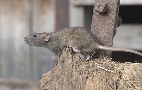rat