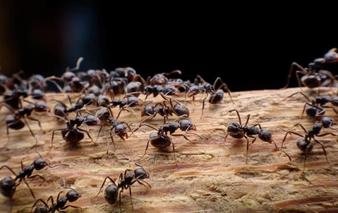 ants on a log
