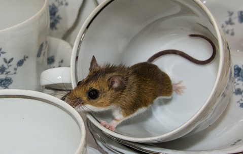 mouse in a teacup