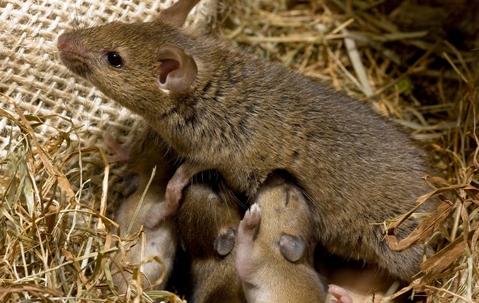 mouse with babies