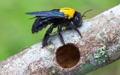 carpenter bee up close