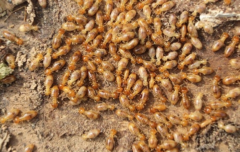 termites up close