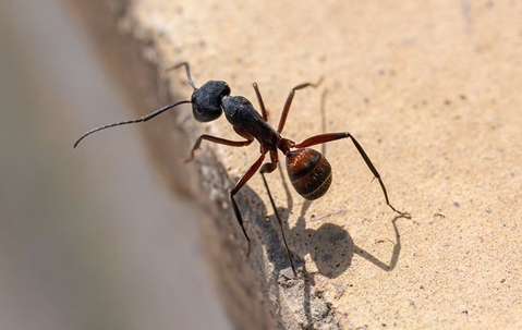 ant up close