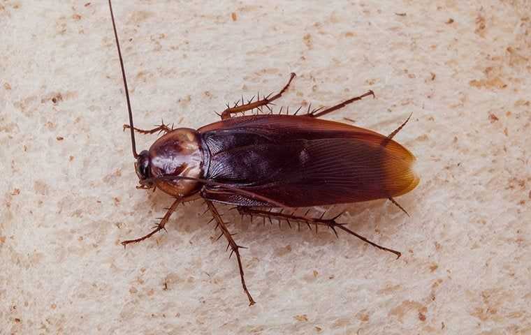 roach