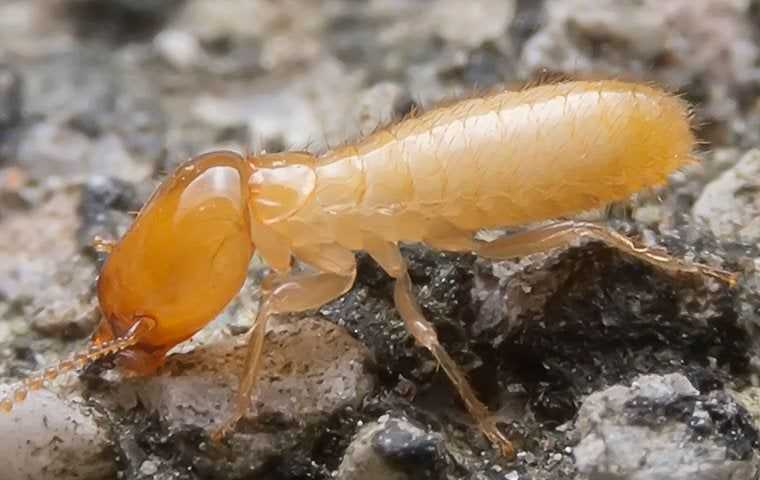 termite