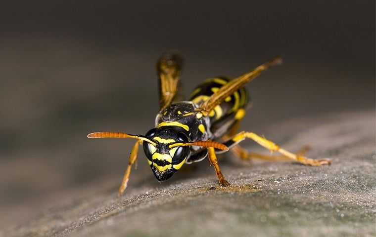 wasp