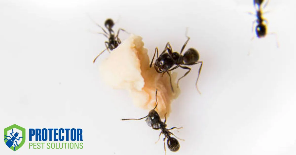 How to Keep Your Home Ant-Free Year-Round